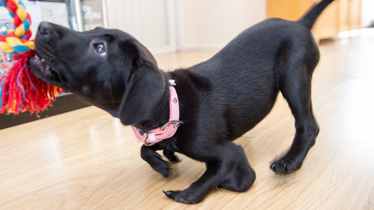 Roo, pictured, playing with a toy at home.