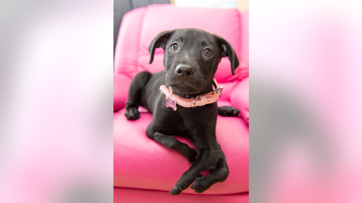 A cute puppy in England was named after a kangaroo because she hops around on her back paws – as she was born with 6 legs.