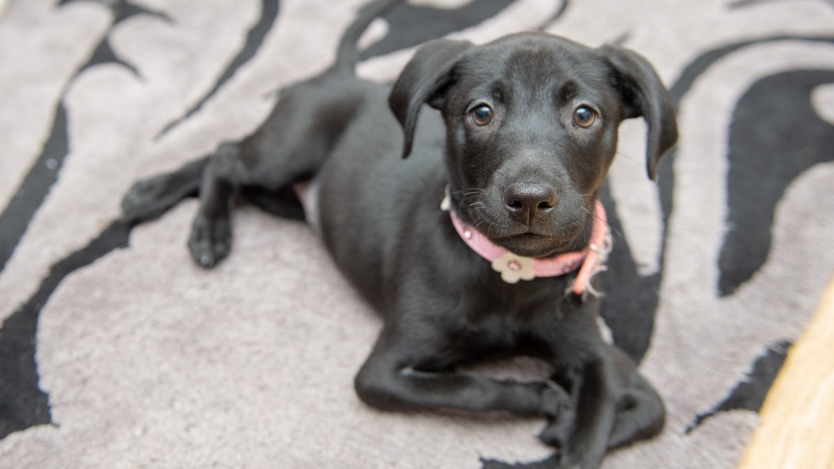 Roo, an eight-week-old Labrador-cross, jumps around on her back paws because she was born with two extra front legs, that cause her a little trouble when she walks.