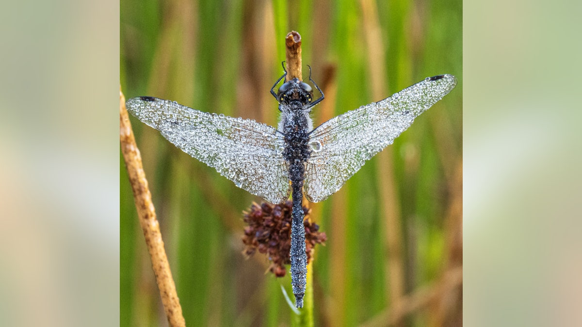 A dragonfly covered in morning dew gives it the appearance of a jewel-encrusted broach. (SWNS)