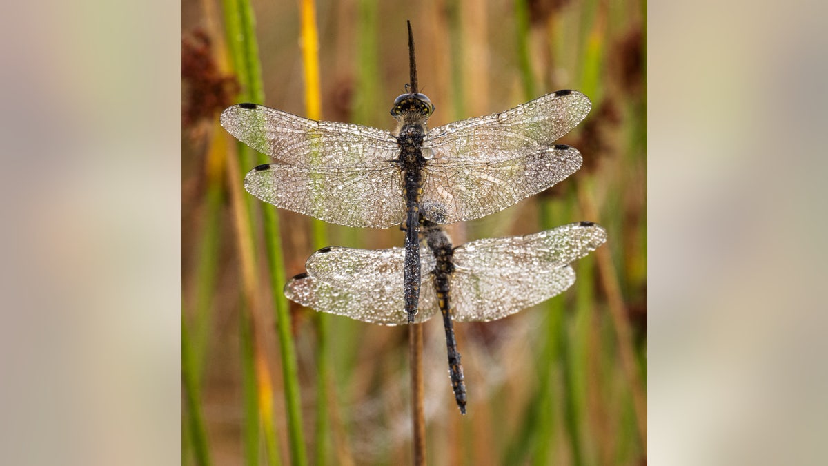 "The dawn dew clung to their bodies like jewels to create a wonderful set of pictures," Peters said. (SWNS)