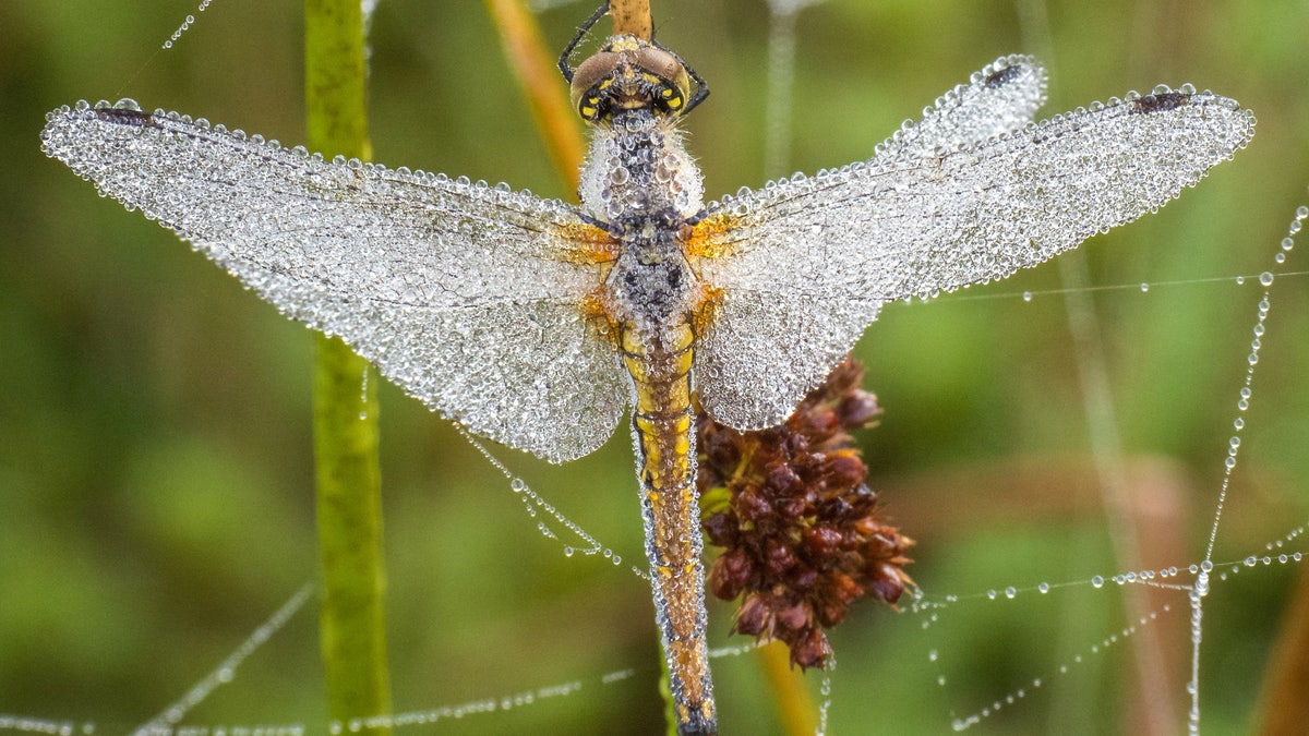 The dragonflies were identified as Black Darters. (SWNS)