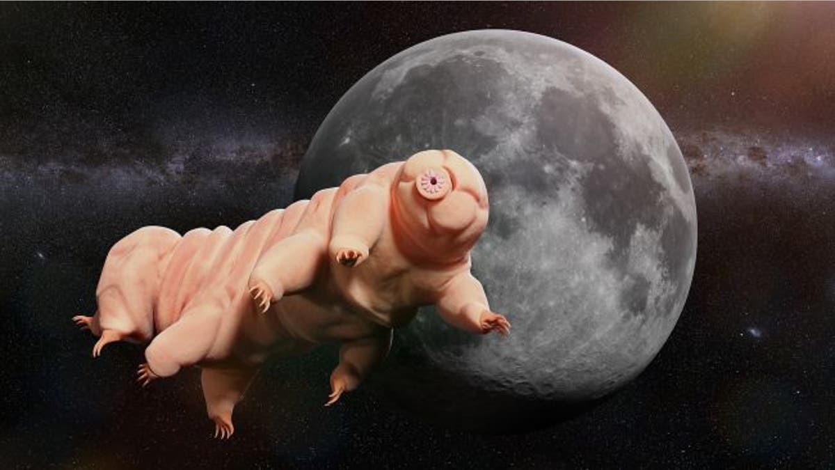 Dehydrated tardigrades that crash-landed on the moon in April won't come back to life anytime soon.(Credit: Shutterstock)