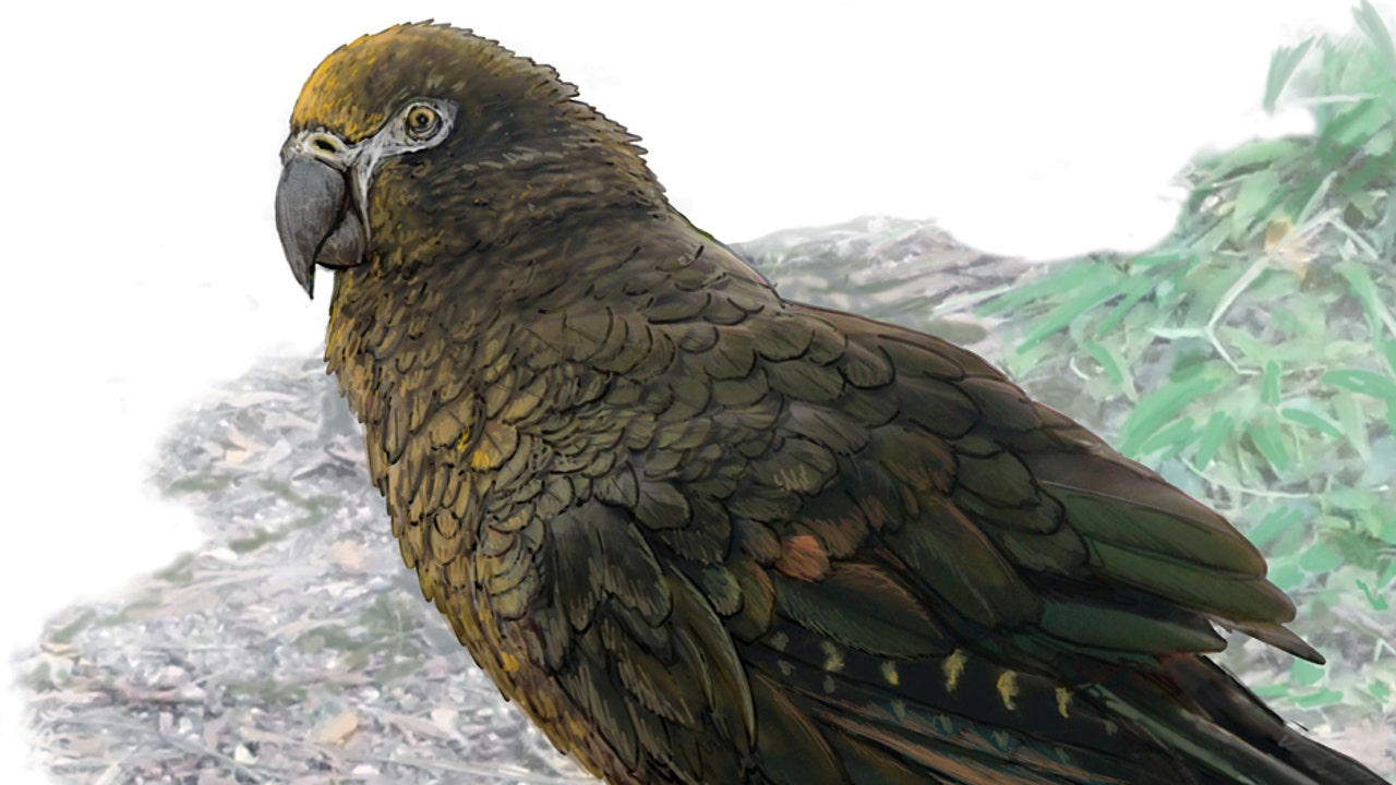 Fossils of 'Squawkzilla,' 19 million-year-old cannibal parrot