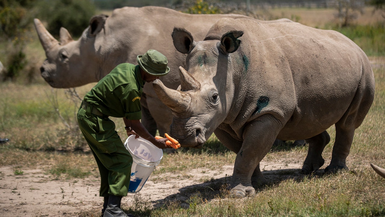 P. White Rhino PUP (from OC)【57】 northern-white-rhino-1.jpg?ve=