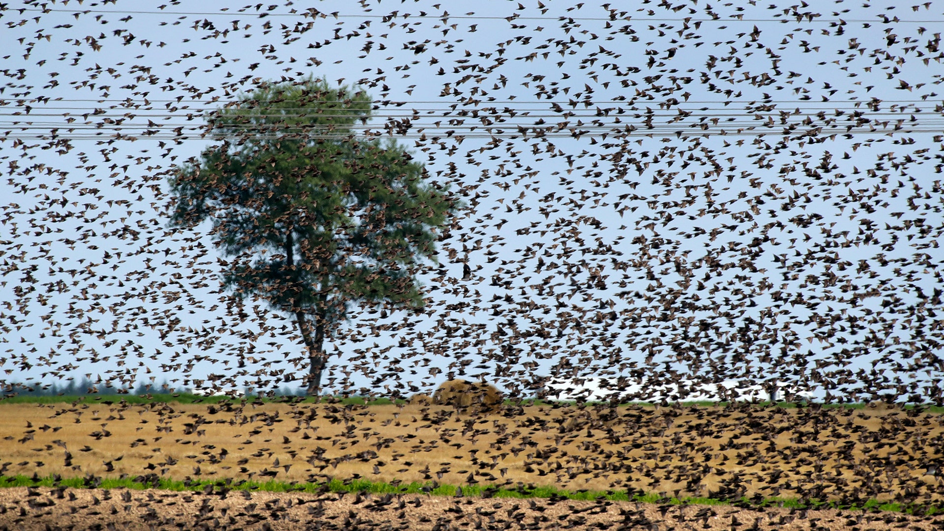 A flock of European starlings mass in the sky over a field on the outskirts of Minsk, Belarus, July 30, 2019.