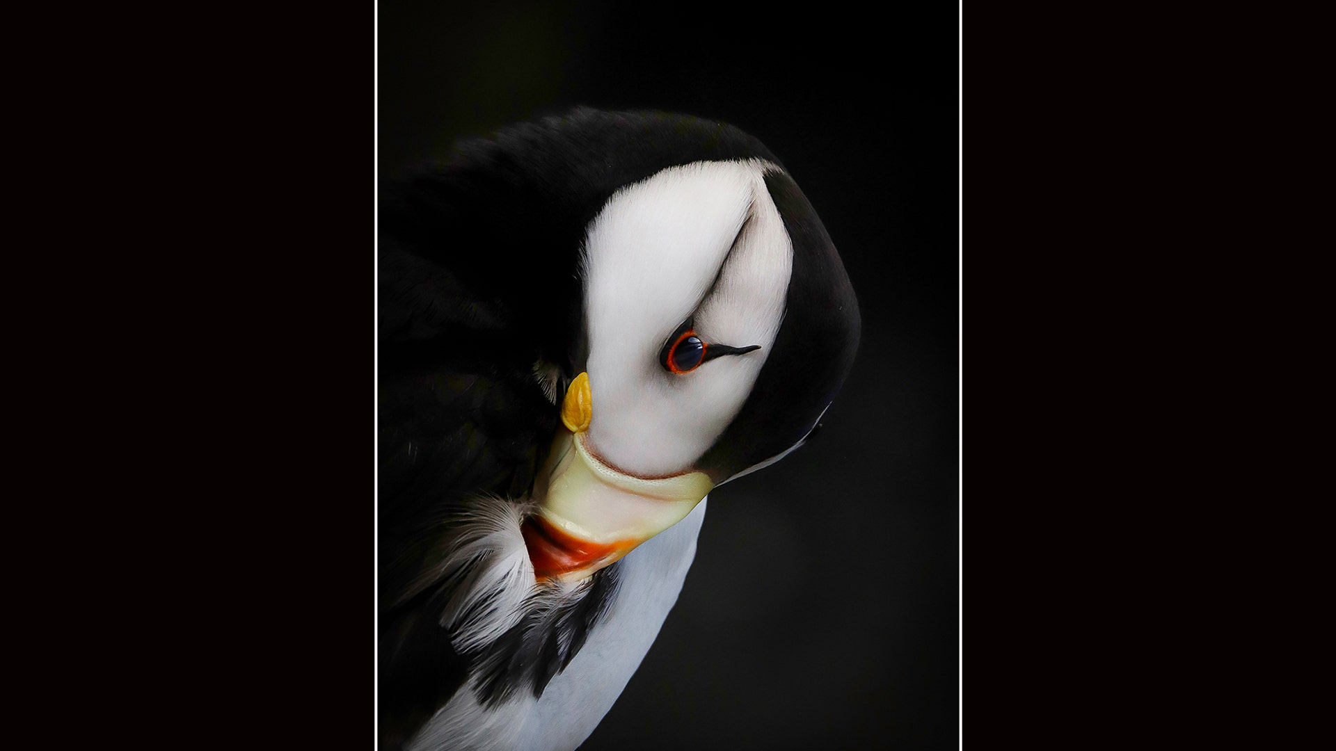 Youth Winner: Horned Puffin (captive)