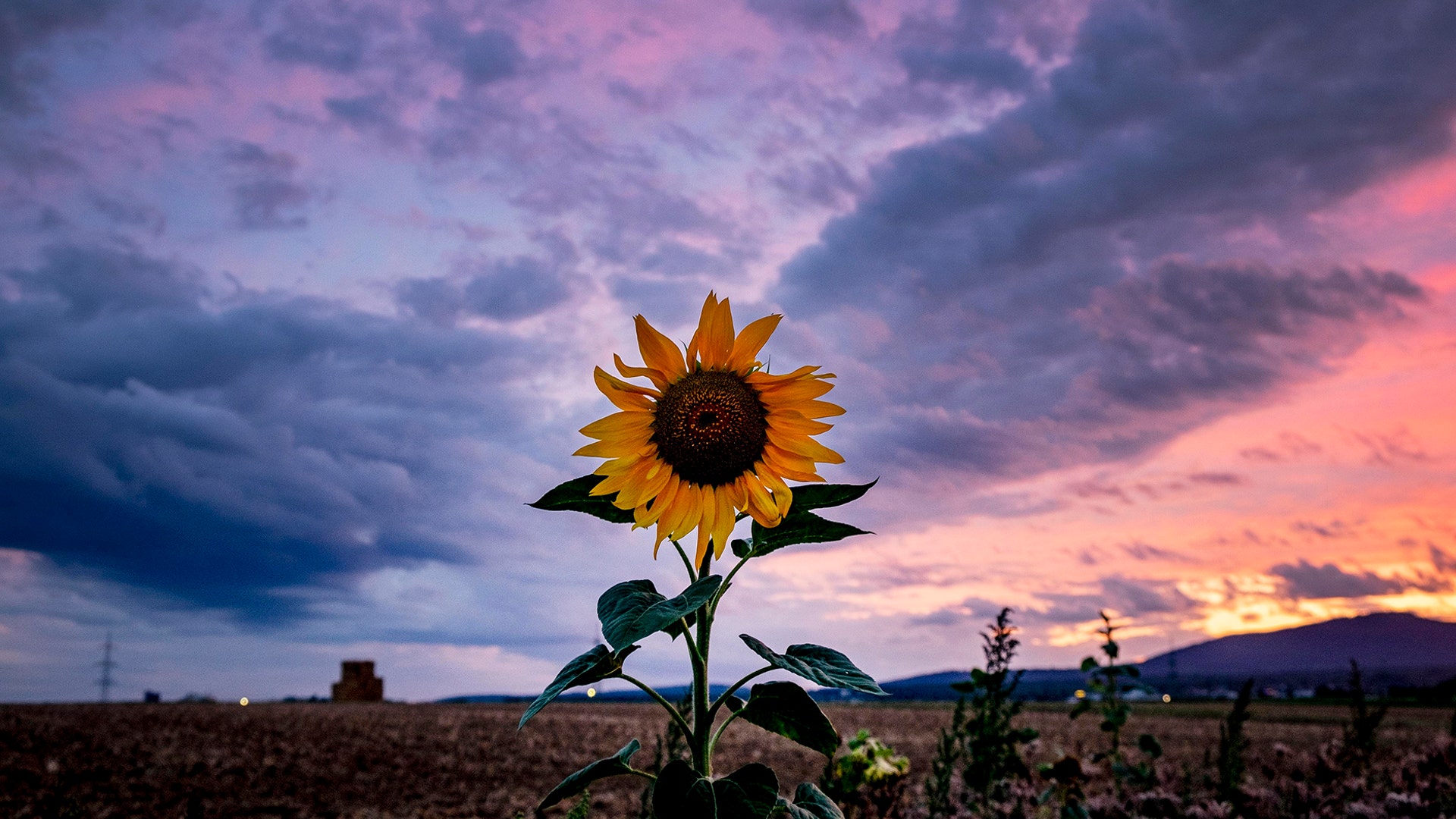 A sunflower blooms on a field after sunset in Frankfurt, Germany, Aug. 20, 2019. 