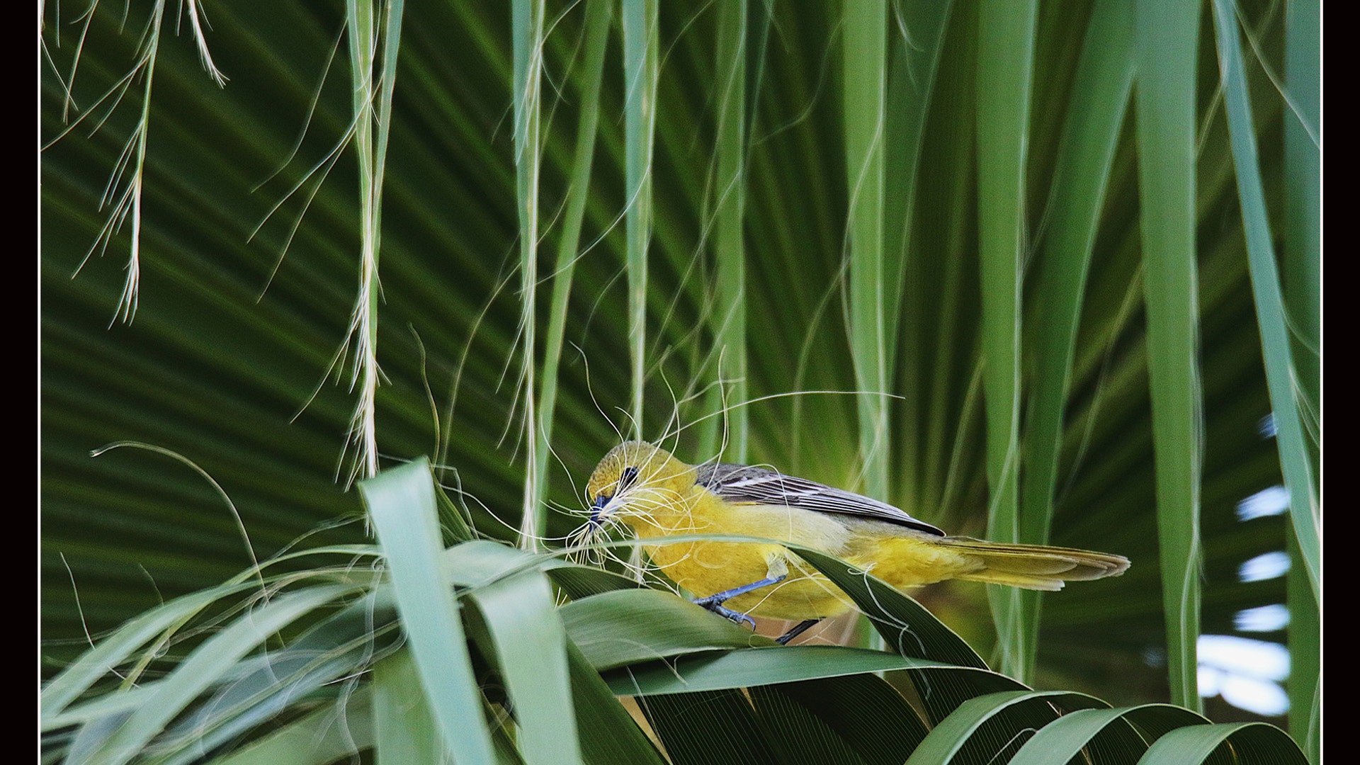 Plants for Birds Winner: Hooded Oriole on a California fan palm.