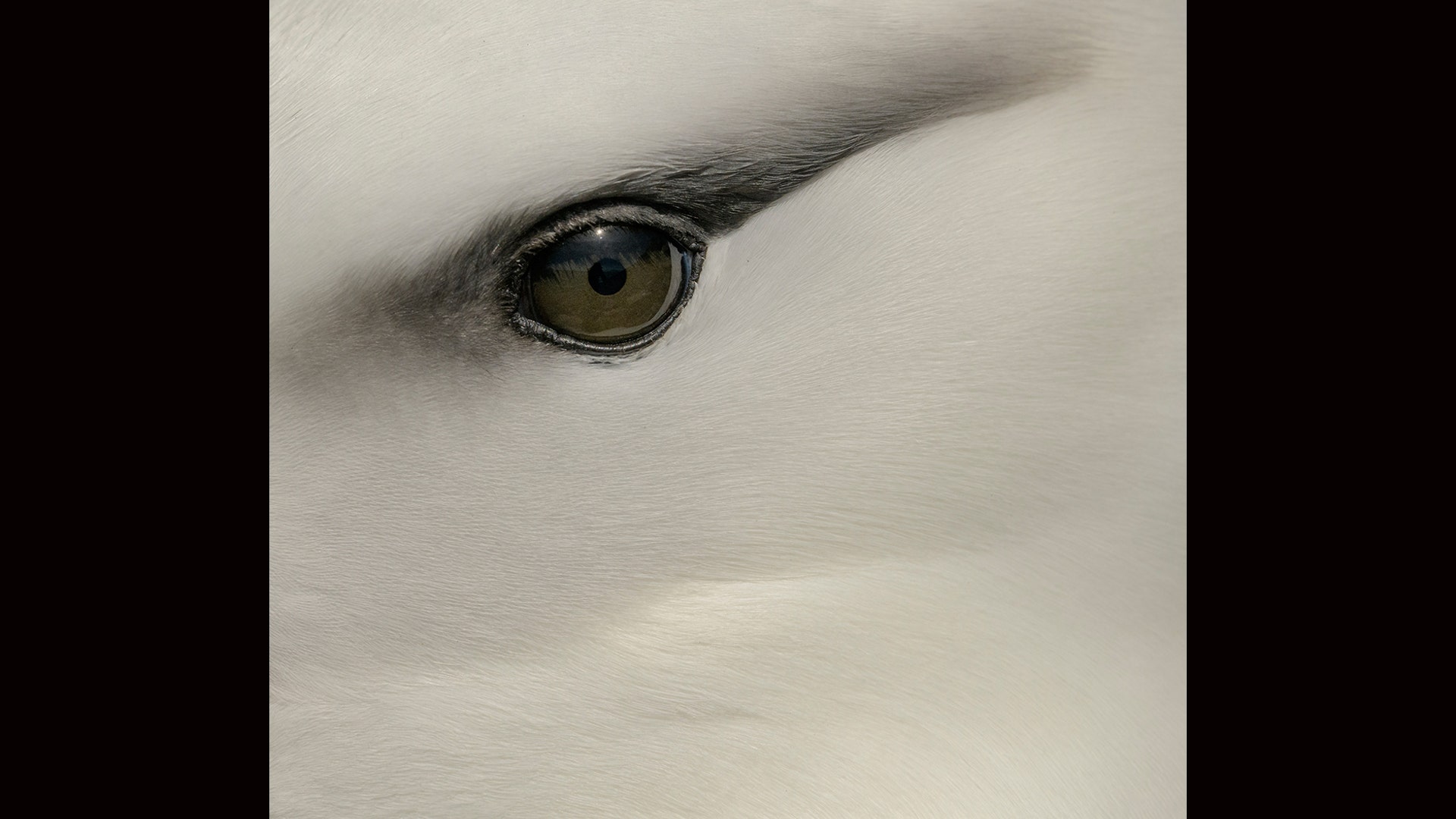 Fisher Prize Winner: Black-browed Albatross