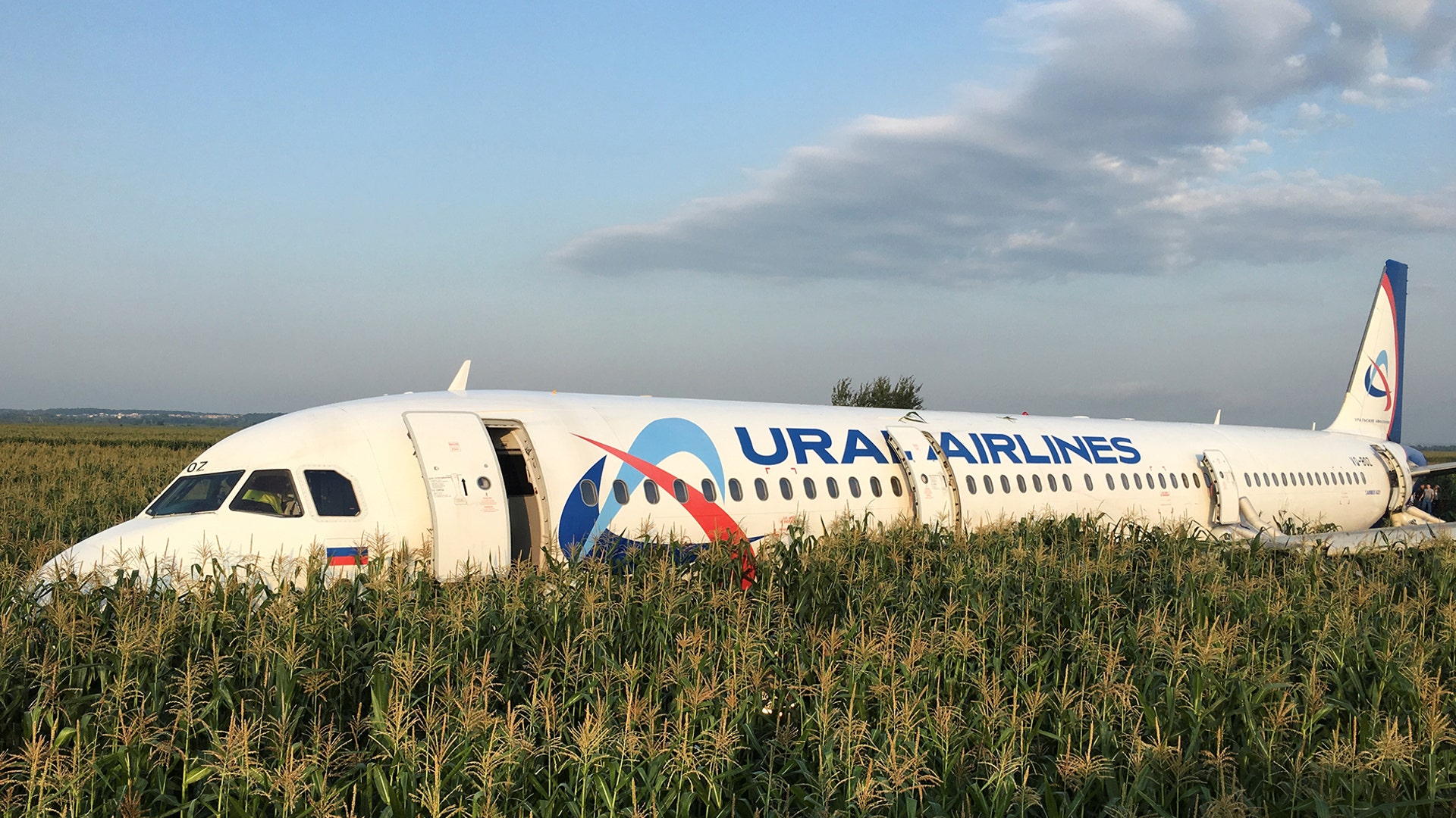 A Ural Airlines Airbus 321 passenger plane sits in a cornfield following an emergency landing near Zhukovsky International Airport in Moscow Region, Russia, Aug. 15, 2019.