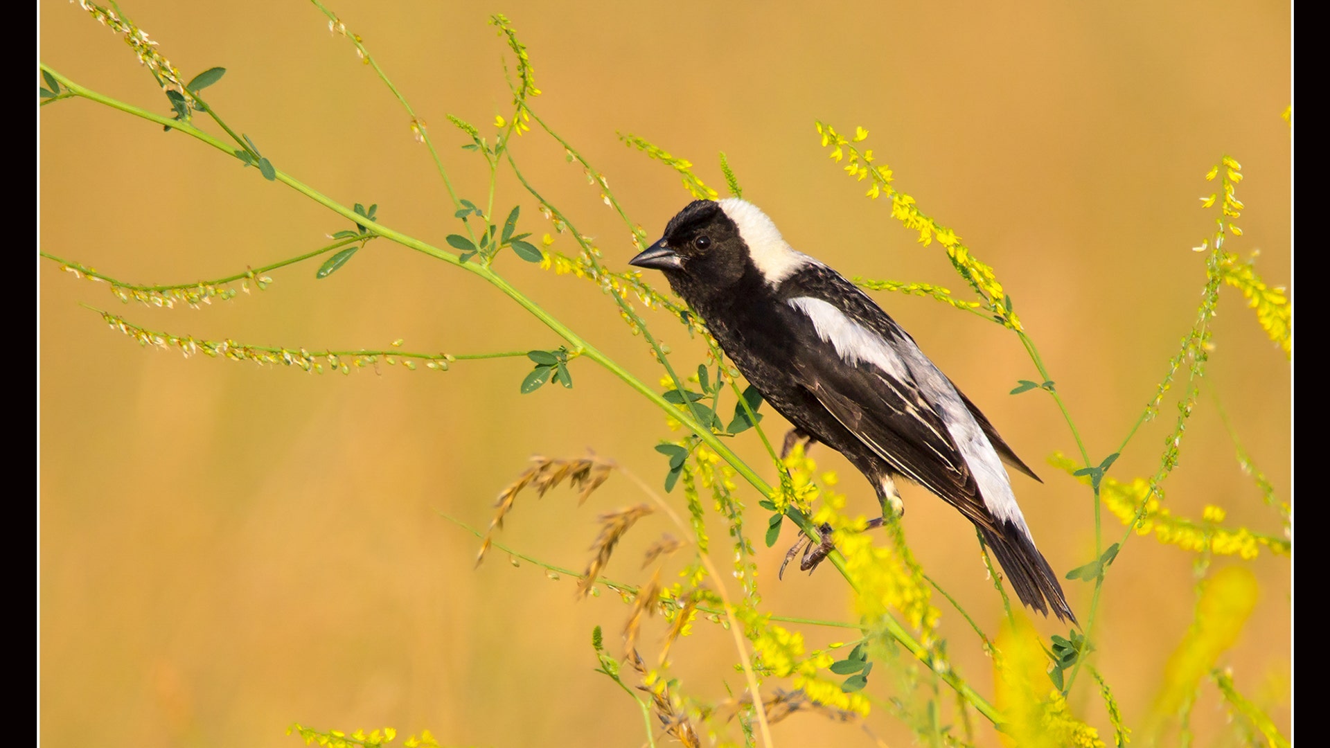 Youth Honorable Mention: Bobolink
