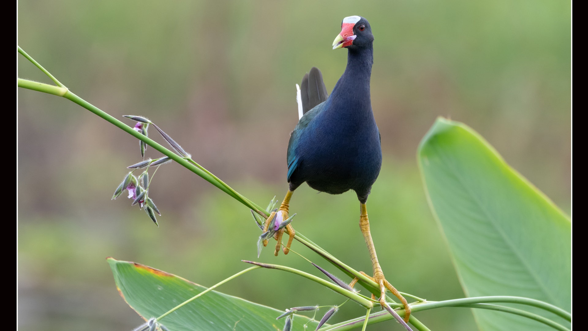 Plants for Birds Honorable Mention: Purple Gallinule on a fire flag