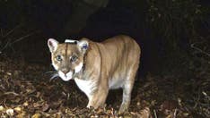 Dog killed by mountain lion while on a walk in Los Angeles