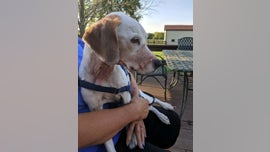 Dog owner made up story of slit throat and duct-taped mouth to get free vet care, investigators say