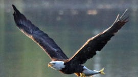 Environmental groups sue Trump administration for weakening Endangered Species Act