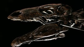 New 168-million-year-old stegosaurus species unearthed by scientists