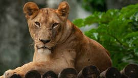 'Lion Man' mauled to death by his captive big cats; animals shot to death