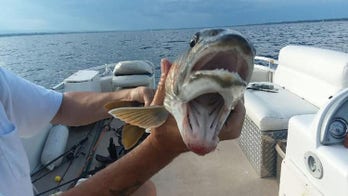Fish with 'two mouths' shocks anglers: 'It’s a catch of a lifetime'