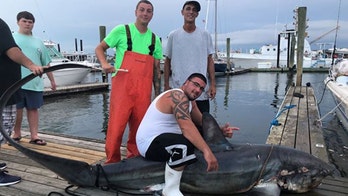 510-pound monster shark reeled in after 3-hour fight: 'Literally man versus beast'