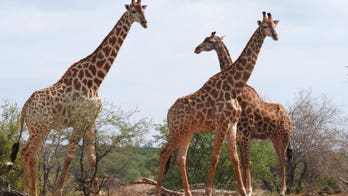 Wildlife committee votes to protect giraffes as endangered species for the first time