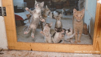 More than 90 cats rescued from Tennessee home that operated as ‘cat sanctuary’
