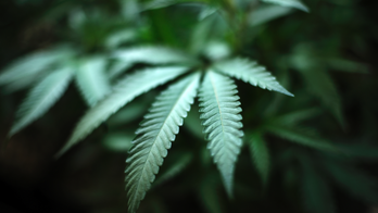 Marijuana-legalization supporters tout economic benefits in new voter pitch