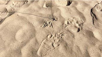 Bear bites sleeping 13-year-old at Utah campground, officials say