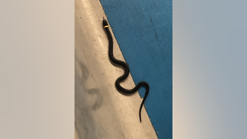 Passenger forgets snake at TSA checkpoint, officials say