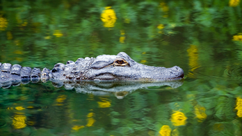 Florida dog owner pries open alligator's mouth to save beloved pet