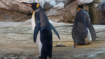 Gay penguins adopt egg after attempting to hatch stones at zoo