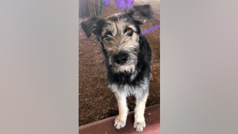 'Lady and the Tramp' remake casts shelter dog in lead role