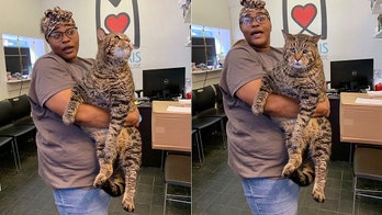 26-pound tabby cat goes viral on social media: 'I want to hug him'