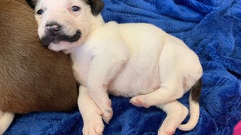 Mustachioed puppy goes viral, named for resemblance to Salvador Dali