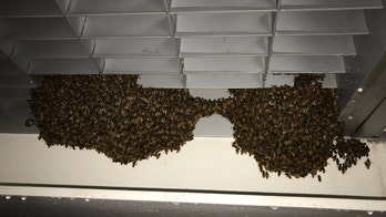 NYPD beekeeper removes 25,000 honeybees from Staten Island Ferry