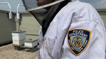NYPD beekeepers work to save bees as US government seemingly tells the insects to buzz off