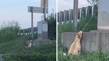 Missouri man rescues dog left tied to electrical cord on side of interstate overpass