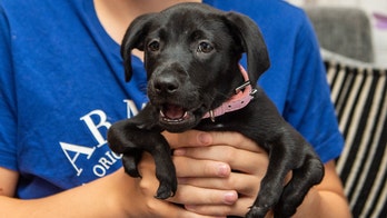 Dog with 6 legs adopted by bullied teen: 'Now he's got a best friend'