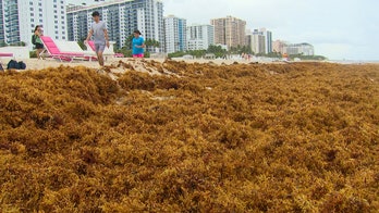 South Florida, in effort to save tourism industry, may spend millions to remove seaweed invading beaches