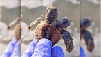 Two-headed turtle spotted on South Carolina beach: 'We thought we had seen it all'