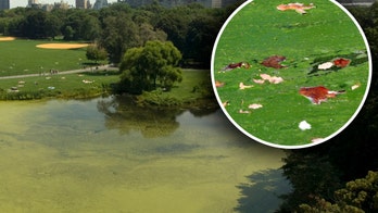 Toxic algae found in 2 New York City parks, officials say; children and pets warned to avoid water