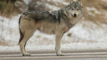 Good Samaritan saves New Jersey family from wolf attack during camping trip in Canada