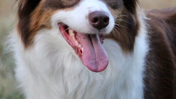 Military couple's dog returned to them two years after it was stolen