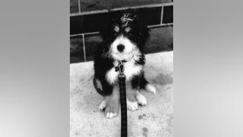 Woman suing American Airlines claims flight attendant threatened her, locked dog in bathroom