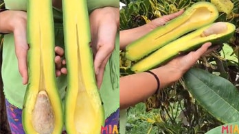 Florida farmers' giant long-neck avocados can cost up to $47 each