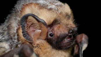 Rabid bat bites tourist in Oregon