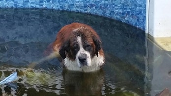 St. Bernard discovered in New Jersey pool, sparking search for owner