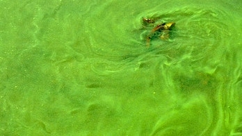 Toxic algae kills 3 dogs hours after they played in North Carolina pond, owner says