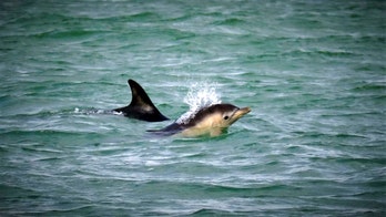 Day-old dolphin calf spotted in British waters
