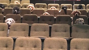 Canadian service dogs attend 'Billy Elliot' production, photo goes viral